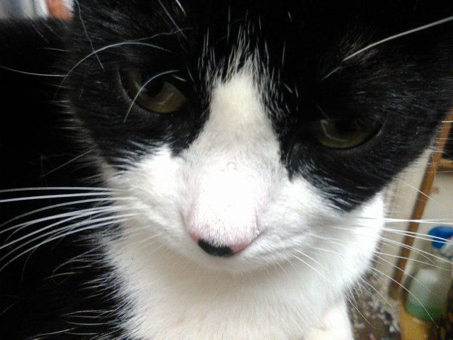 Cat Photography, Mandy Face Close-up, May 2 2017.jpg