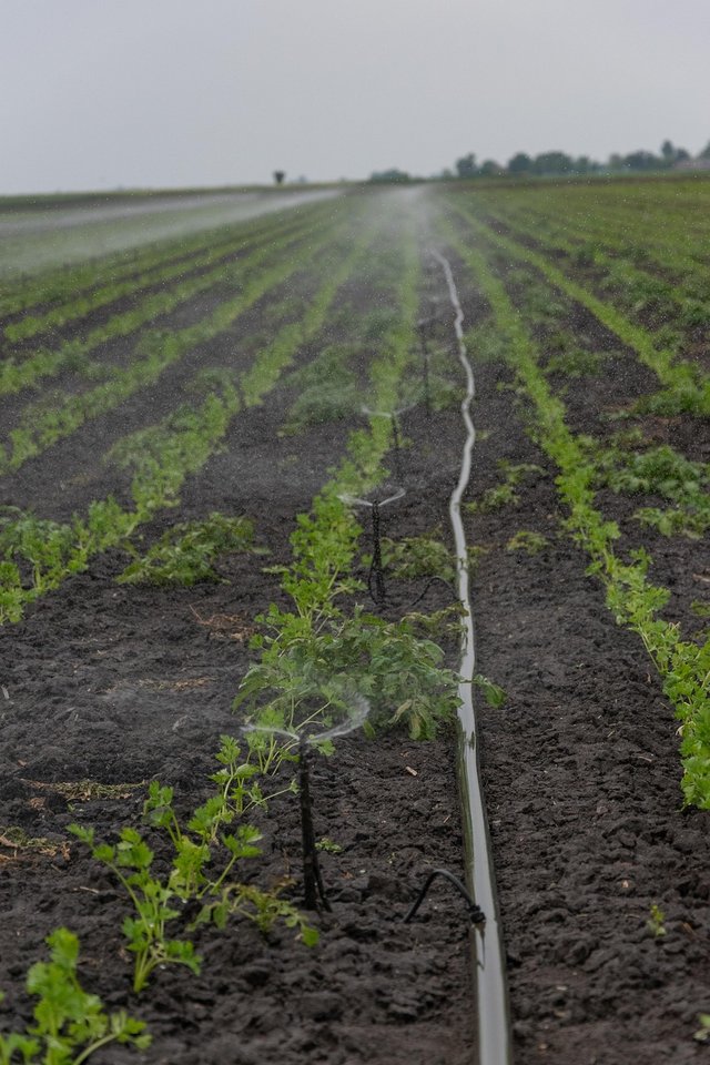 irrigation-5183271_1280.jpg