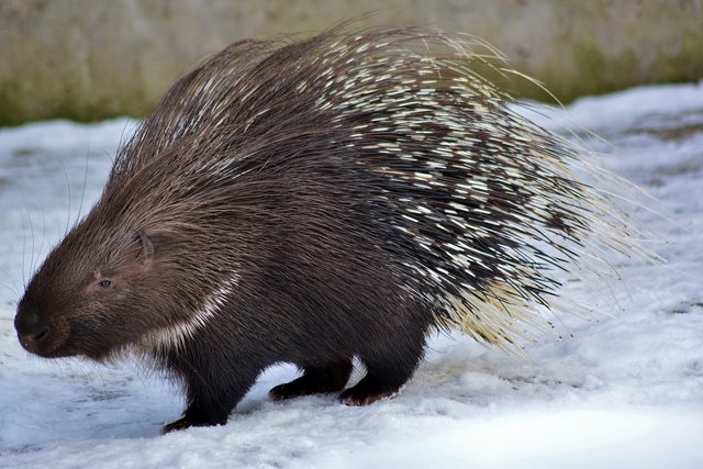 porcupine-3970490_1280.jpg