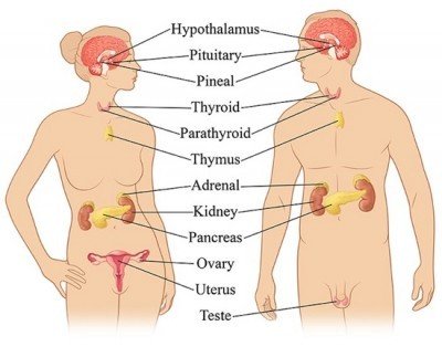 endocrine-system--400x314.jpg