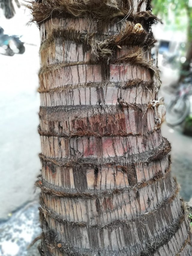 coconut bark.jpeg