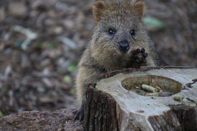 Quokka%20Joey_mleo_1200.jpg