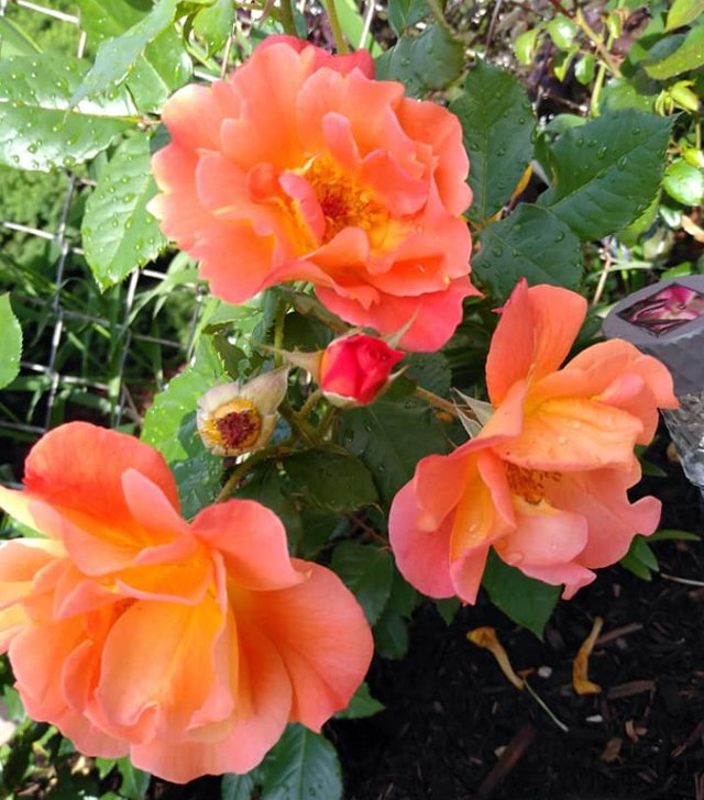 roses orange peach photo1.jpg