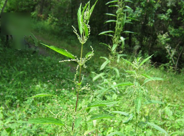 closeup stinging nettle full of seeds resized.JPG