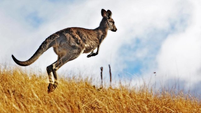 kangaroo-hopping.adapt.945.1.jpg