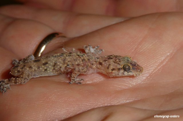 Baby Gecko Lizard