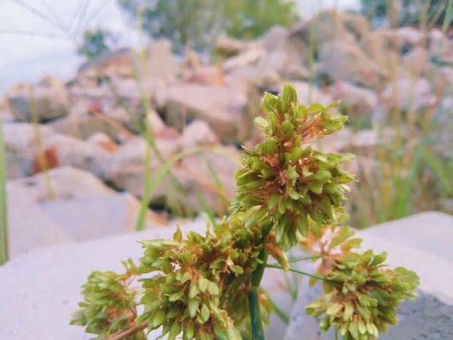 IMG_20250509_085814.jpg