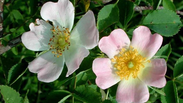 Rosa-Canina-Ficha-Técnica-Y-Cuidados-1280x720.jpg