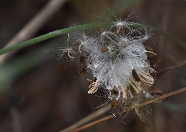 dandelion seeds fluff 2.jpg