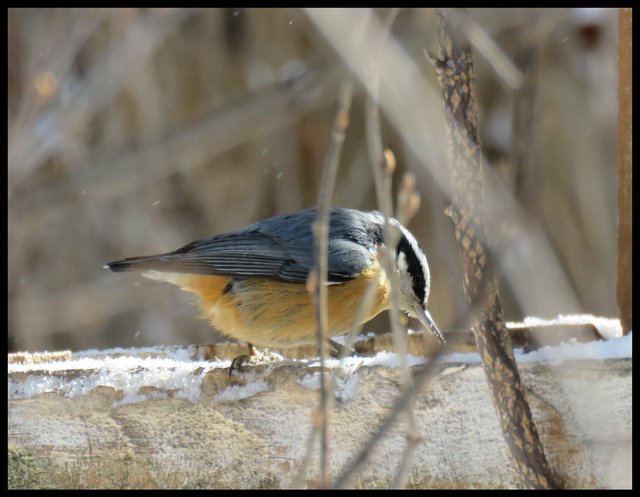 close up nuthatch at feeder.JPG