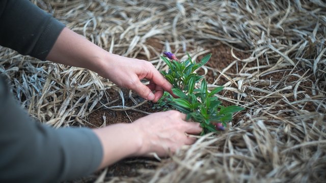 gardening-1645815_1280.jpg