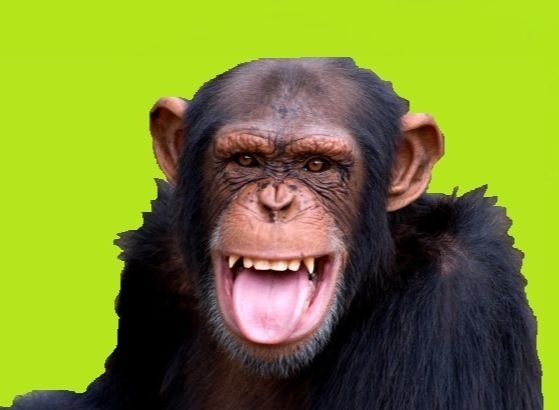 chimp (1).jpg