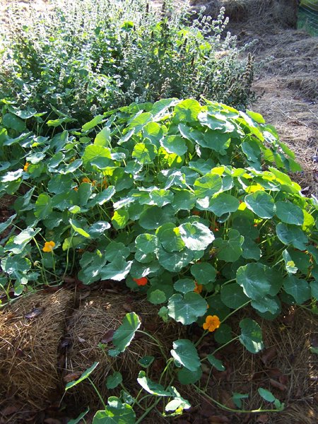 Big garden - nasturtium crop September 2019.jpg