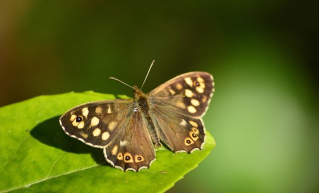 Mourning-cloak-butterfly.jpg