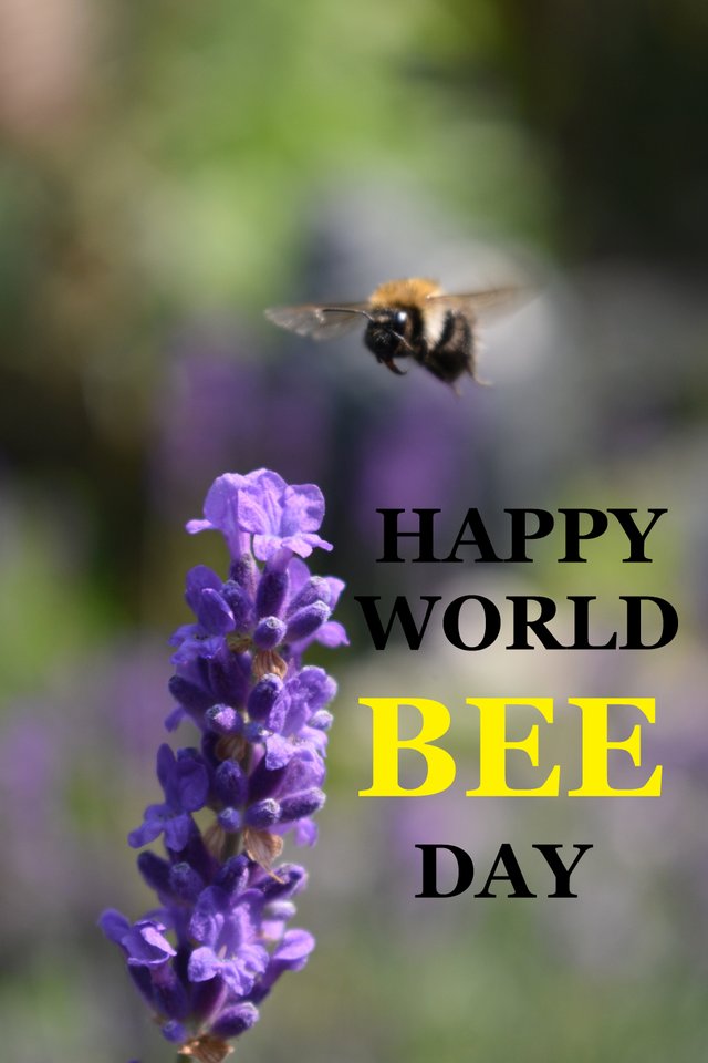 Happy World Bee Day 19 Steemit