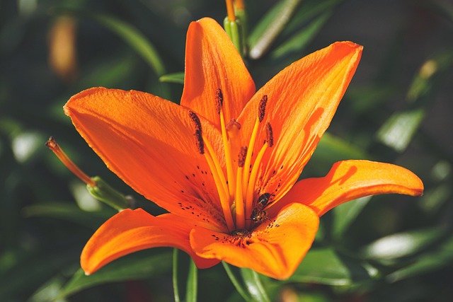 lily-3520837_640.jpg
