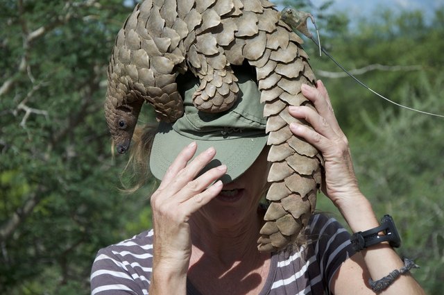 pangolin-4926259_1280.jpg