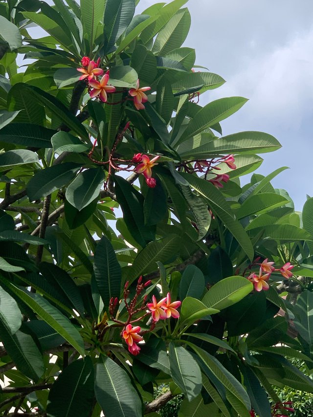flower5.jpg