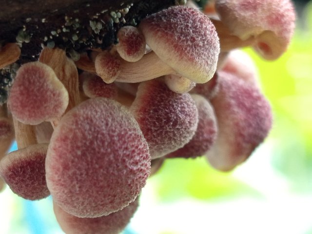 mashroom (5).jpg