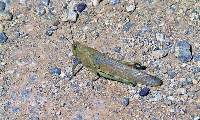 locust-1332097_1280.jpg