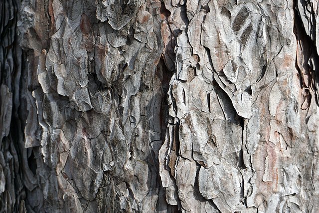 Bark of a Pine Tree I s.jpg