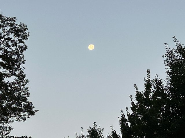 IMG_0108.jpeg