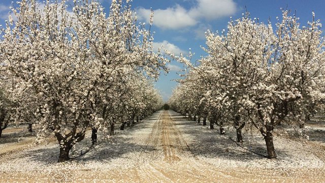 Butte-and-Padre-almond-row-width.jpg