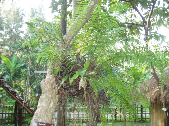 Queen Sirikit Park - vines on trees
