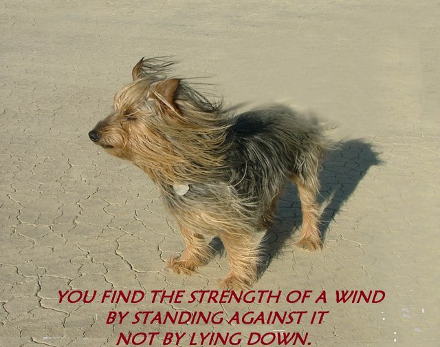 Foster's Wisdom strength of the wind.jpg