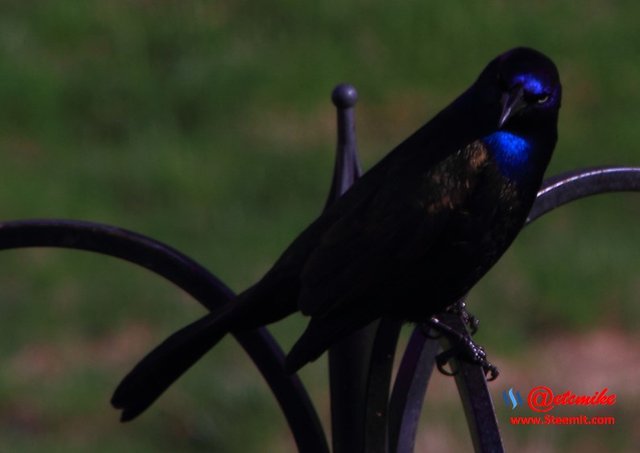 Common Grackle PFW0054.JPG