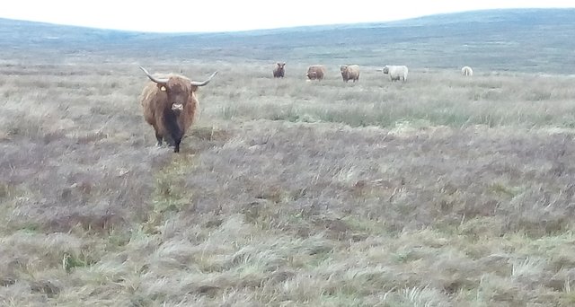 Highland coo near Malham sml.jpg