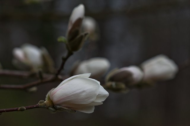 6906923316-magnolia-flower (FILEminimizer).jpg