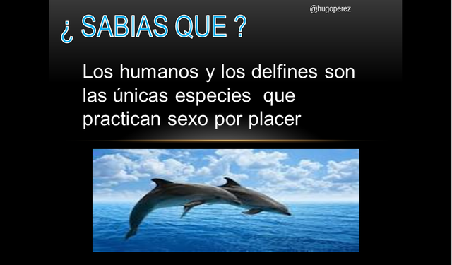 delfin.png