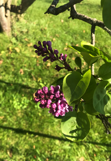 blog lilacs (2).png