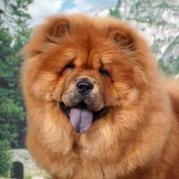 Chow-Chow2.jpg