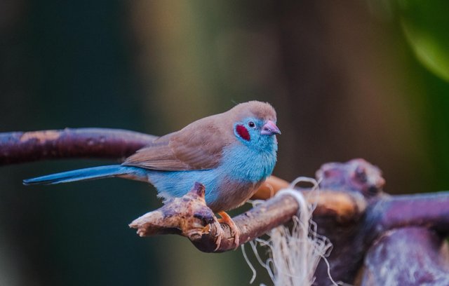 Red-cheeked cordonbleu..jpg