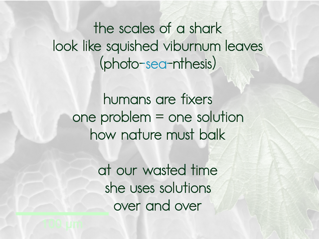 Image of zoomed-in shark scales where some of the scales have been replaced by viburnum leaves. Both share a jagged toothy shape. The poem is written on the image, but the words are also below: