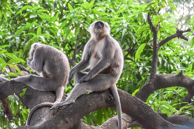 langur-7228520_1280.jpg