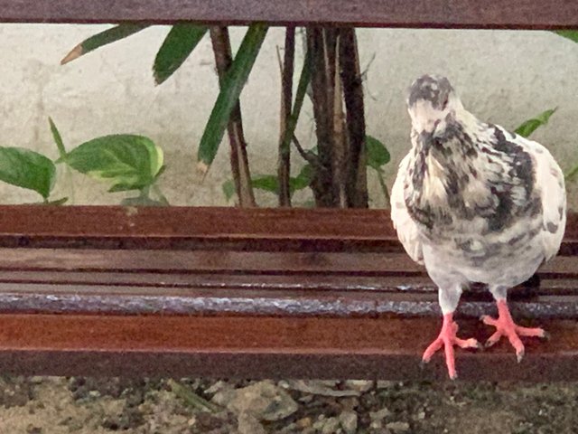 bird2.jpg