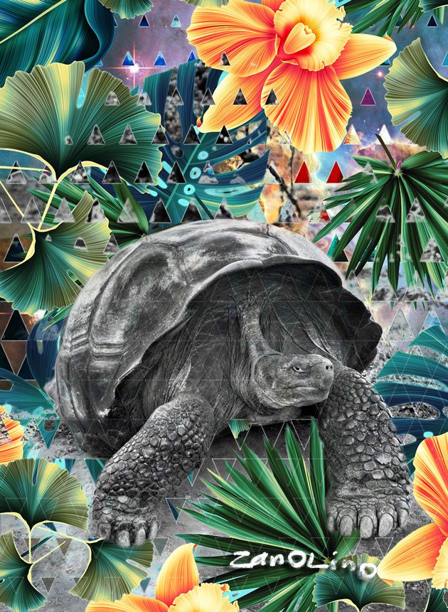 Salgado-tortoise-small-S.jpg