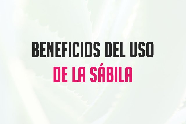 beneficios-de-la-sabila.jpg