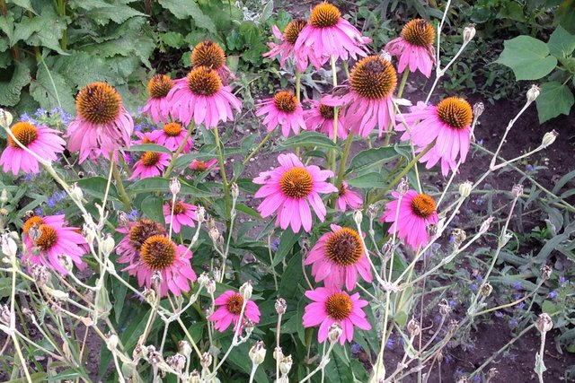 purple coneflower.JPG