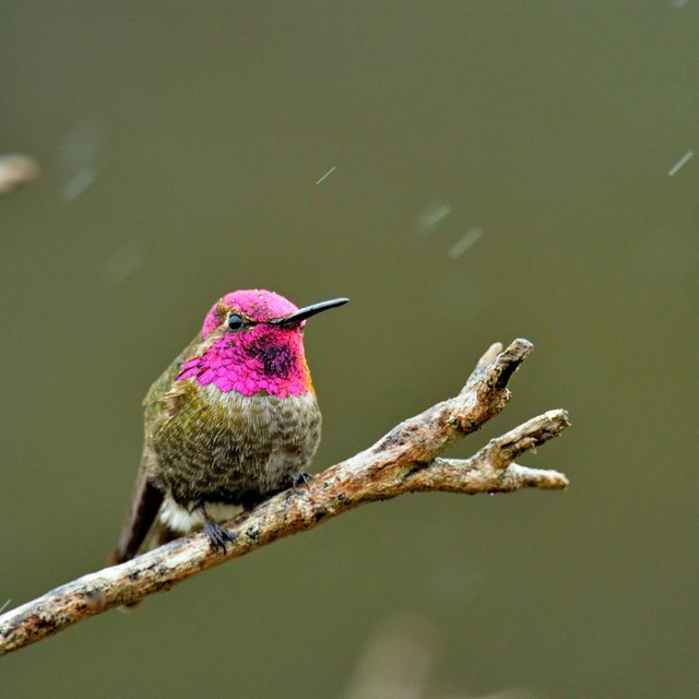 waq-hummingbird-winter-01_square.jpg