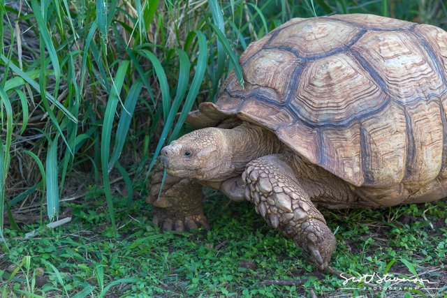 African spurred tortoise-2.jpg