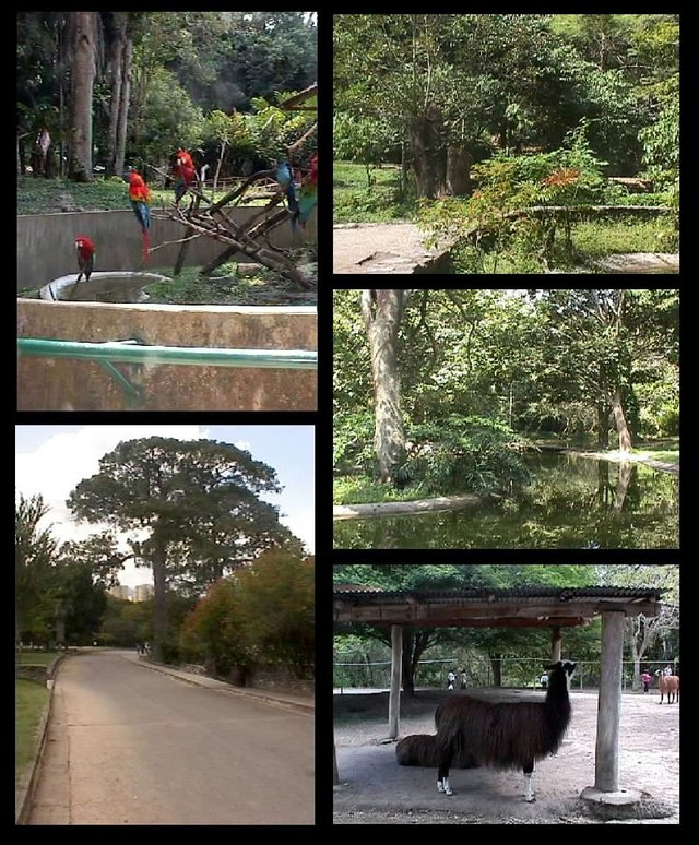 Ambientes_y_fauna_de_Zoologico_de_Caricuao_Caracas_-_Venezuela_1.jpg
