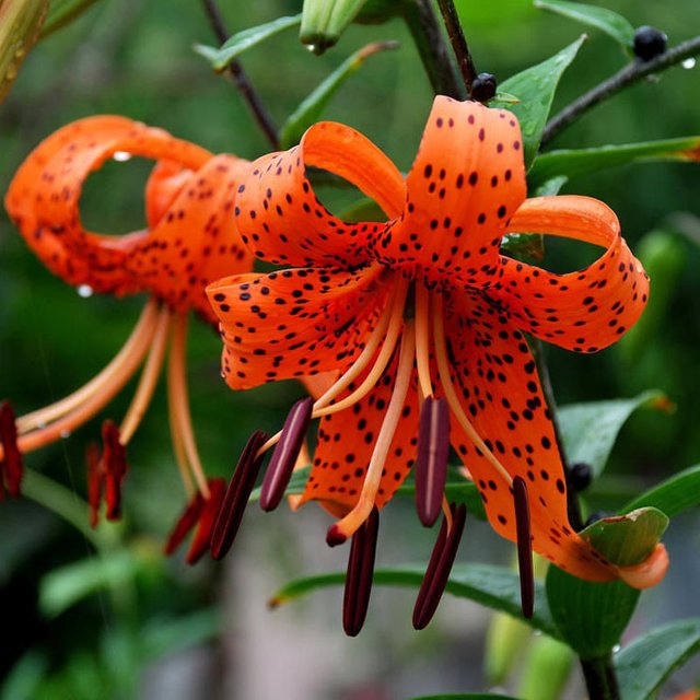 120-pieces-Tiger-Skins-Lily-Flower-Seeds-Balcony-Bonsai-Plant-Lilium-brownii-Flower-Seeds-Absorption-of.jpg