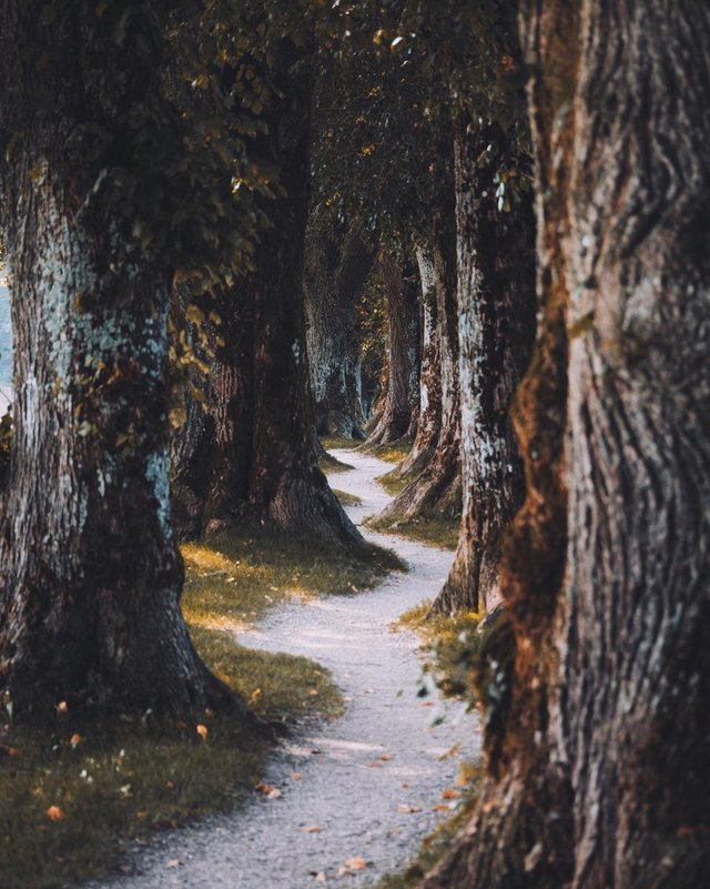 Pathway between trees.jpg