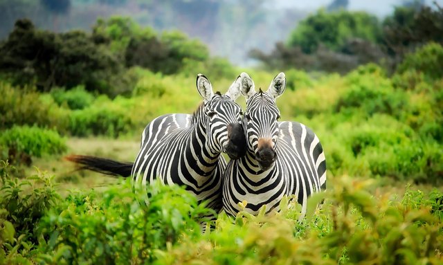 zebras-1883654_1280.jpg