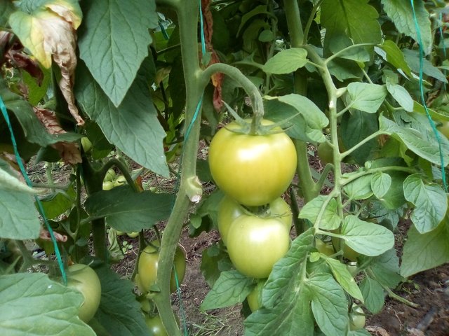 invernadero de tomates 031.jpg