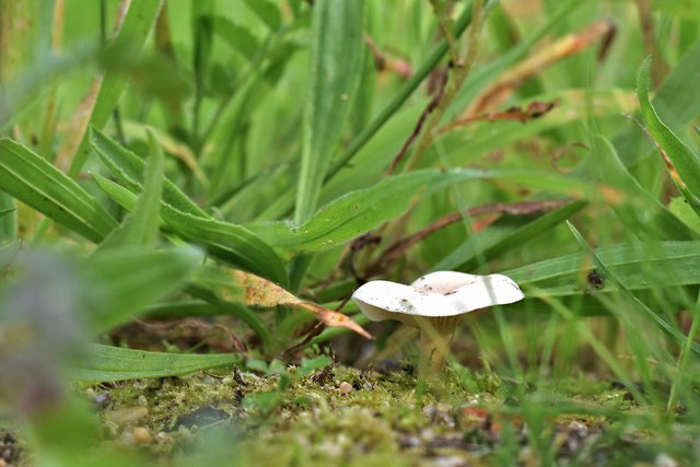 White marilyn mushroom.jpg